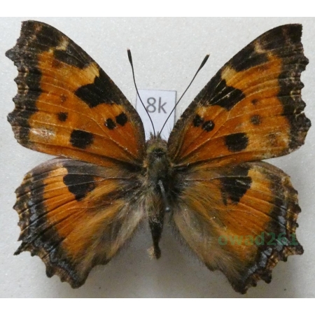 Nymphalis xanthomelas hazara Wyatt & Omoto, 1966 Tadjikistan8k